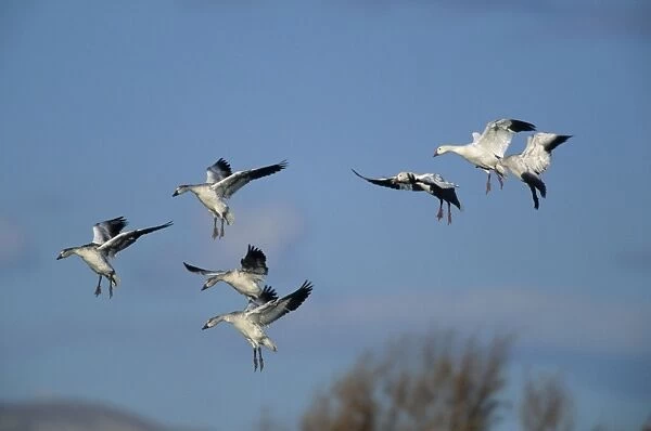 Snow Geese - Coming in to land Bosque del Apache NWR, New Mexico, USA BI005636