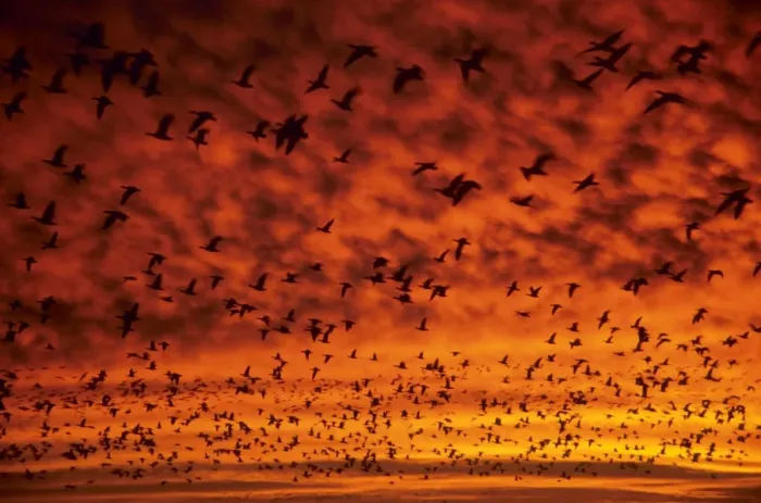 Framed Print : Snow Geese - at dawn - Bosque Del Apache - New Mexiico - USA BI015020 Framed Print : Snow Geese - at dawn - Bosque Del Apache - New Mexiico - USA BI015020