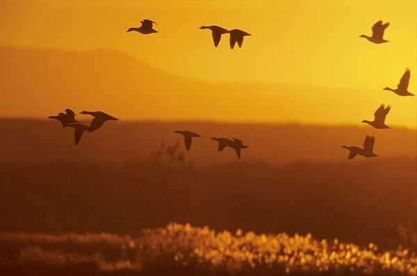 Snow Geese - Dawn Flight Bosque del Apache NWR New Mexico, USA BI006825