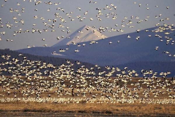Snow geese during early spring migration