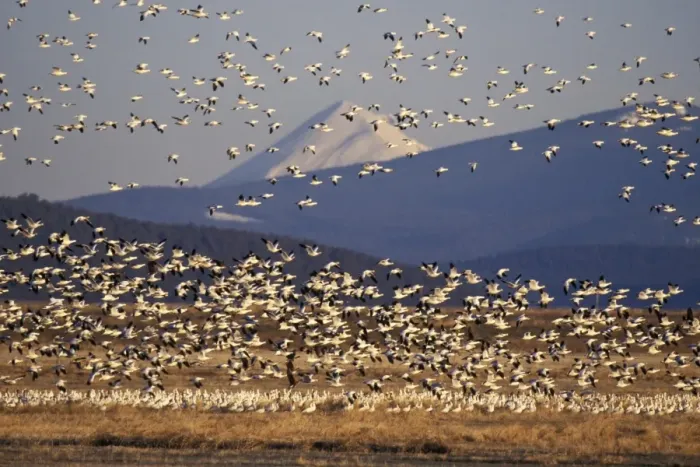 Framed Print : Snow geese during early spring migration. Lower Klamath National Wildlife Refuge, California, Oregon. B5599 Framed Print : Snow geese during early spring migration. Lower Klamath National Wildlife Refuge, California, Oregon. B5599