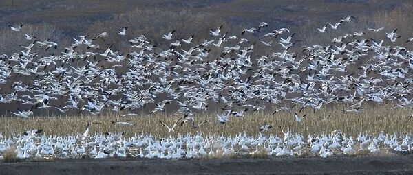 Snow-geese - in flight Bosque del Apache National Wildlife Refuge