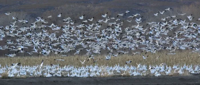 Framed Print : Snow-geese - in flight Bosque del Apache National Wildlife Refuge Framed Print : Snow-geese - in flight Bosque del Apache National Wildlife Refuge
