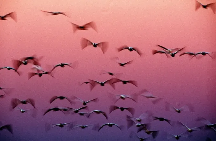 Framed Print : SNOW GEESE - flight to roost after dark, showing blurred wings Framed Print : SNOW GEESE - flight to roost after dark, showing blurred wings
