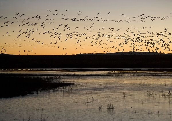 Snow-geese - flock in flight at dawn in midwinter. Bosque del Apache National Wildlife Refuge