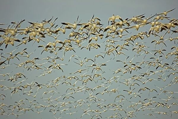Snow Geese - flock flying - Breeds on high Arctic tundra - Seen in winter in grasslands-grainfields-coastal wetlands - Aquatic gregarious birds