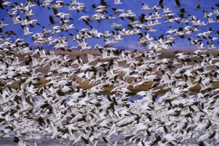 Framed Print : Snow geese - flock taking off. Western U. S. spring migration b5823 Framed Print : Snow geese - flock taking off. Western U. S. spring migration b5823