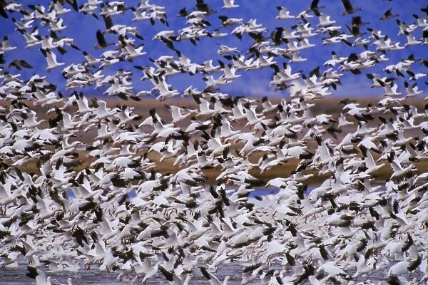 Snow geese - flock taking off. Western U. S. spring migration b5823