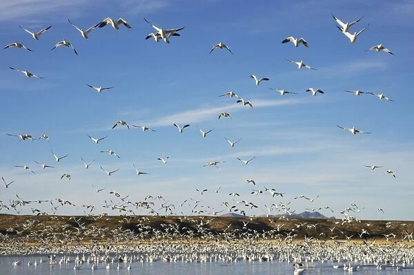 Snow Geese - Flock on water with others in flight - Bosque Del Apache NWR New Mexico, USA BI017228