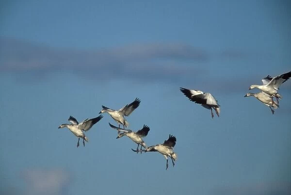 Snow Geese Landing, Bosque, National Wildlife Reserve, New Mexico, USA