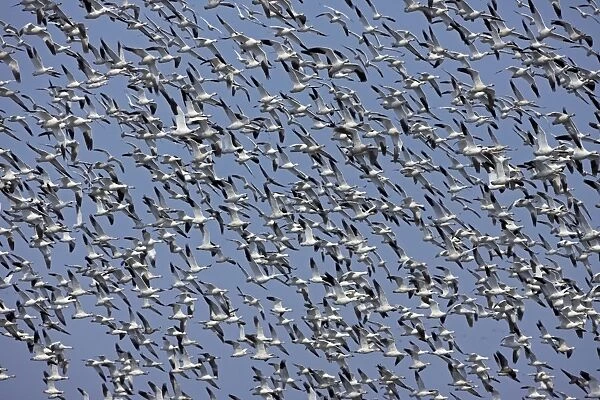 Snow Geese - large flock in flight - Montezuma Wildlife Refuge - New York - USA