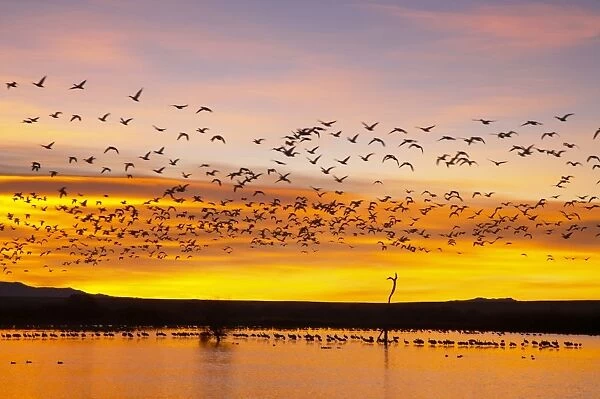 Snow Geese - Leaving Roost Site before Dawn - Bosque Del Apache NWR - New Mexico - USA BI017152