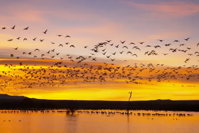 Framed Print : Snow Geese - Leaving Roost Site before Dawn - Bosque Del Apache NWR - New Mexico - USA BI017152 Framed Print : Snow Geese - Leaving Roost Site before Dawn - Bosque Del Apache NWR - New Mexico - USA BI017152