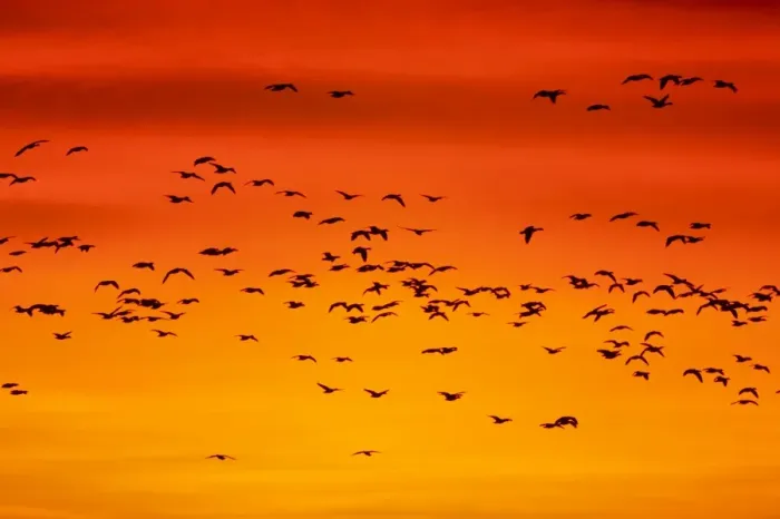 Framed Print : Snow Geese - Leaving Roost Site before Dawn - Bosque Del Apache NWR - New Mexico - USA BI017157 Framed Print : Snow Geese - Leaving Roost Site before Dawn - Bosque Del Apache NWR - New Mexico - USA BI017157