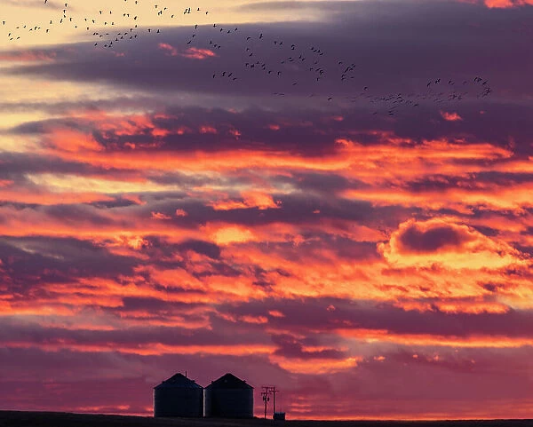 Snow geese silhouetted against sunrise sky during spring migration at Freezeout Lake Wildlife Management Area near Choteau, Montana, USA Date: 21-03-2021