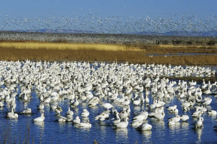 Framed Print : Snow geese - wintering at Bosque del Apache. February. bz136 Framed Print : Snow geese - wintering at Bosque del Apache. February. bz136