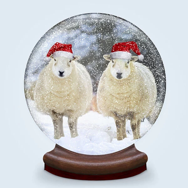 Snow globe of two sheep wearing Christmas hats