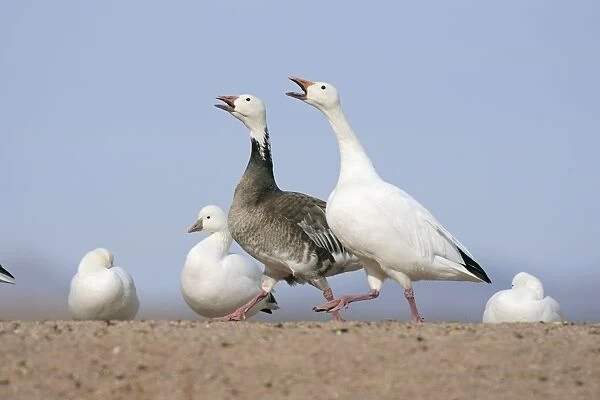 Snow Goose - Blue phase - Latin formerly Chen caerulescens
