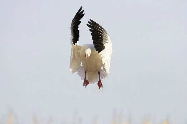 Snow Goose - Coming in to land Anser caerulescens Bosque Del Apache NWR New Mexico, USA BI017393