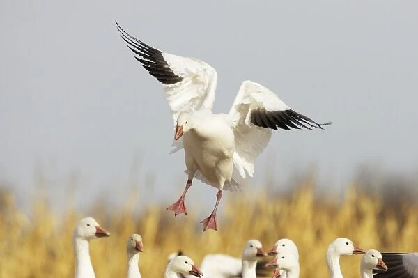 Snow Goose - Coming in to land Anser caerulescens Bosque Del Apache NWR New Mexico, USA BI017395