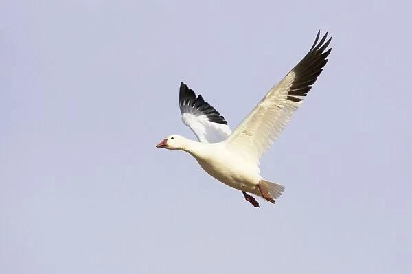 Snow Goose - In flight Anser caerulescens Bosque Del Apache NWR New Mexico, USA BI017446