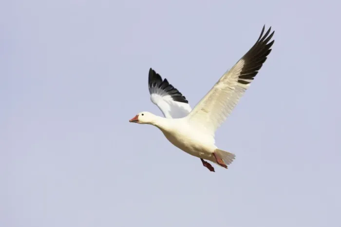 Framed Print : Snow Goose - In flight Anser caerulescens Bosque Del Apache NWR New Mexico, USA BI017446 Framed Print : Snow Goose - In flight Anser caerulescens Bosque Del Apache NWR New Mexico, USA BI017446