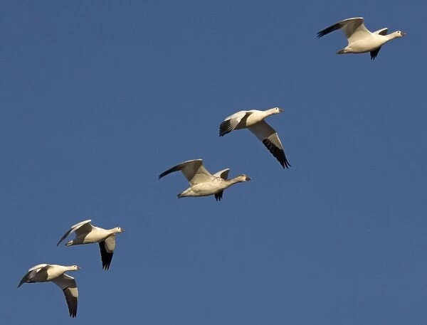 Snow-goose - in flight Bosque del Apache National Wildlife Refuge
