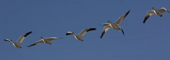 Framed Print : Snow-goose - in flight Bosque del Apache National Wildlife Refuge, USA Framed Print : Snow-goose - in flight Bosque del Apache National Wildlife Refuge, USA