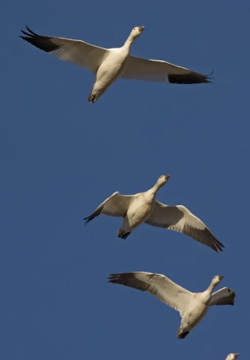 Framed Print : Snow-goose - in flight Bosque del Apache National Wildlife Refuge Framed Print : Snow-goose - in flight Bosque del Apache National Wildlife Refuge