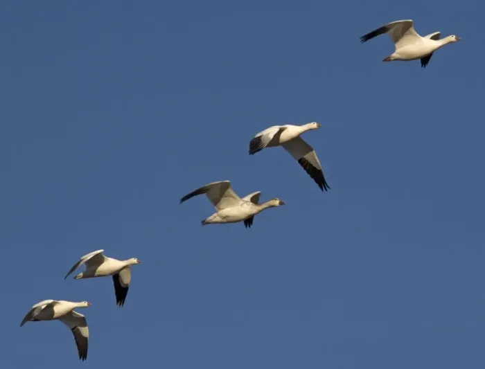 Framed Print : Snow-goose - in flight Bosque del Apache National Wildlife Refuge Framed Print : Snow-goose - in flight Bosque del Apache National Wildlife Refuge