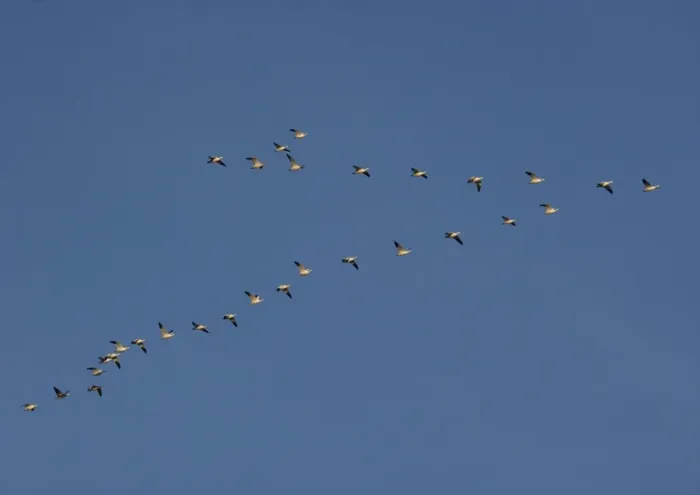 Framed Print : Snow-goose - in flight Bosque del Apache National Wildlife Refuge Framed Print : Snow-goose - in flight Bosque del Apache National Wildlife Refuge