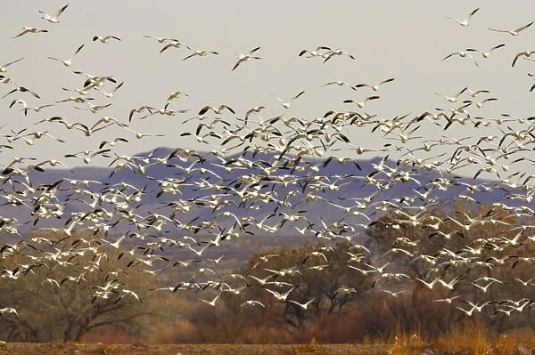 Snow Goose - Flock taking off Anser caerulescens Bosque Del Apache NWR New Mexico, USA BI017213