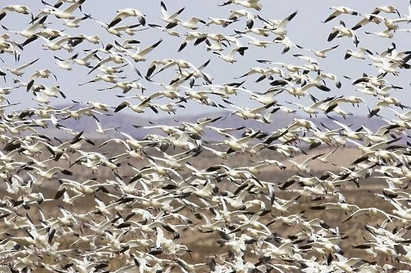 Snow Goose - Flock taking off Anser caerulescens Bosque Del Apache NWR New Mexico, USA BI017217