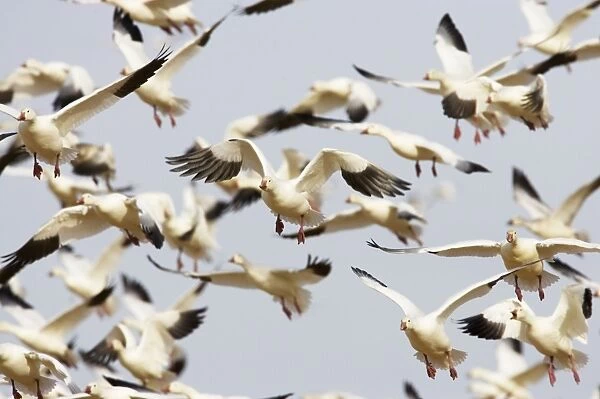 Snow Goose - Flock taking off Anser caerulescens Bosque Del Apache NWR New Mexico, USA BI017216