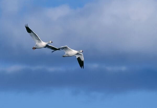 Snow Goose - Pair of geese in flight, Feb Bosque del Apache National Wildlife Refuge, New Mexico, USA