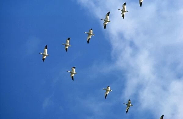 Snow Goose - in V formation
