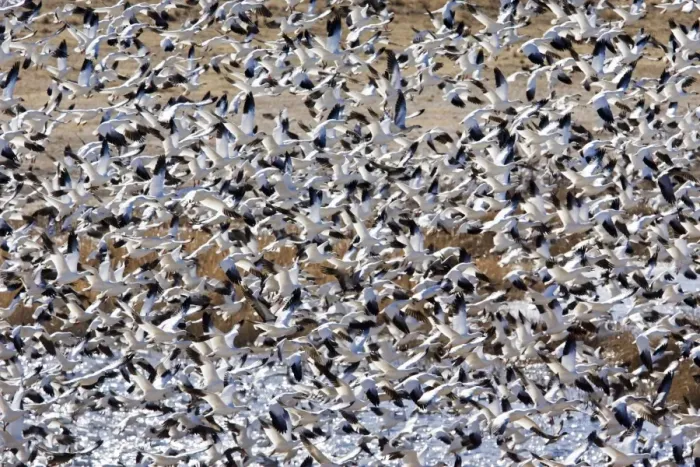 Framed Print : Snow Goose - in winter. Texas Panhandle in January Framed Print : Snow Goose - in winter. Texas Panhandle in January