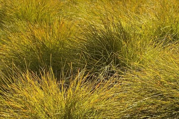 Snow Grass - filigrane snow grass in backlighting - Cradle Mountain-Lake St. Clair National Park, Tasmania, Australia