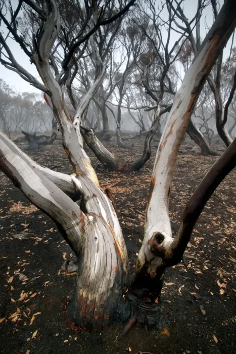 Framed Print : Snow Gum after bush fire JLR 43 Davies plain - Alpine National Park North East Victoria. Australia © Jean-Marc La-Roque / ardea. com Framed Print : Snow Gum after bush fire JLR 43 Davies plain - Alpine National Park North East Victoria. Australia © Jean-Marc La-Roque / ardea. com
