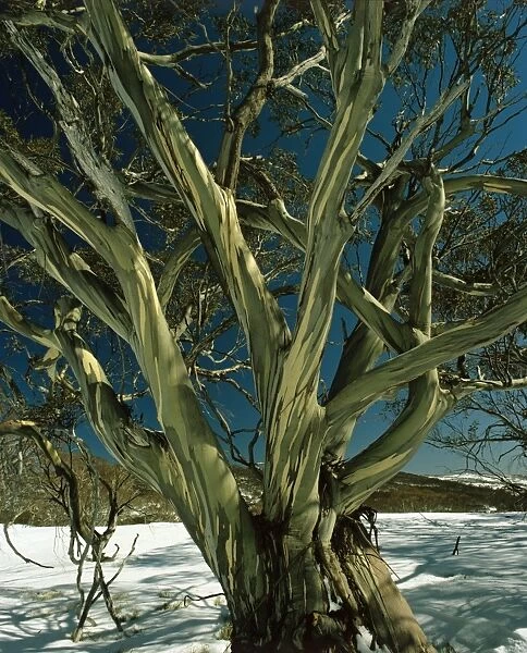 Snow Gum - Kosciuszko National Park, New South Wales, Australia JPF02849