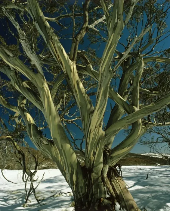 Framed Print : Snow Gum - Kosciuszko National Park, New South Wales, Australia JPF02849 Framed Print : Snow Gum - Kosciuszko National Park, New South Wales, Australia JPF02849