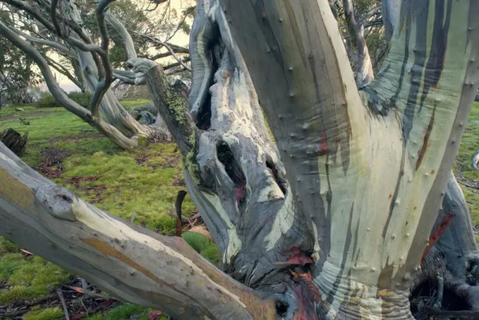 Framed Print : Snow Gum - old and gnarled Snow Gums grow in Victoria's High Country - Bogong Highplaines, Alpine National Park, Victoria, Australia