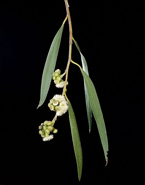 Snow Gum - Weeping form, leaves & flowers - Southeastern Australia JPF15345
