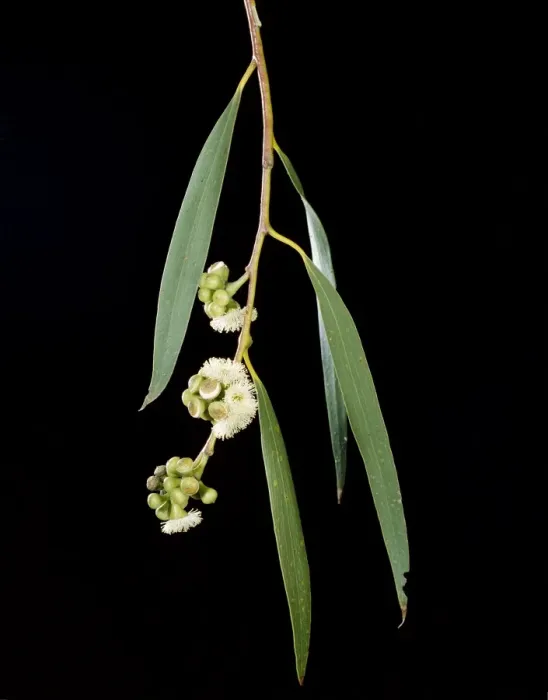 Framed Print : Snow Gum - Weeping form, leaves & flowers - Southeastern Australia JPF15345 Framed Print : Snow Gum - Weeping form, leaves & flowers - Southeastern Australia JPF15345