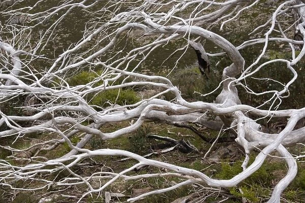 Snow Gum - a windswept and by fire damaged Snow Gum in Victoria's High Country. This species is adapted to wildfires and new twigs are already sprouting - Alpine National Park, Victoria, Australia