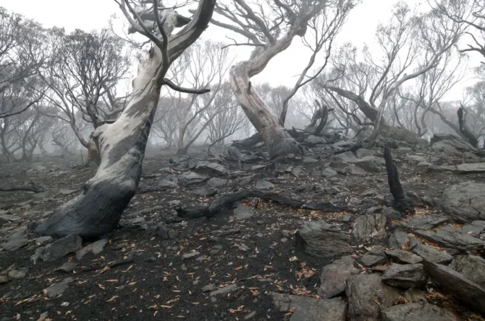 Framed Print : Snow Gums after bushfire JLR 36 Davies plain - Alpine National Park North East Victoria. Australia © Jean-Marc La-Roque / ardea. com Framed Print : Snow Gums after bushfire JLR 36 Davies plain - Alpine National Park North East Victoria. Australia © Jean-Marc La-Roque / ardea. com
