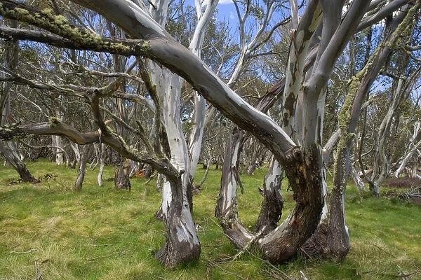 Snow Gums - forest of Snow Gums growing in Victoria's Highcountry - Dinner Plain, Alpine National Park, Victoria, Australia