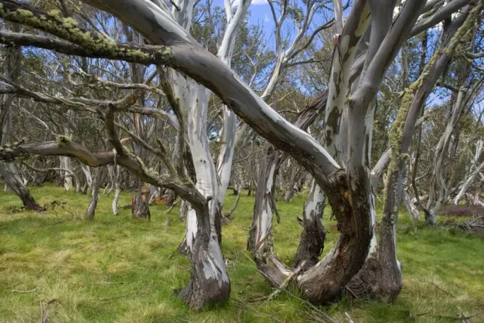 Framed Print : Snow Gums - forest of Snow Gums growing in Victoria's Highcountry - Dinner Plain, Alpine National Park, Victoria, Australia Framed Print : Snow Gums - forest of Snow Gums growing in Victoria's Highcountry - Dinner Plain, Alpine National Park, Victoria, Australia
