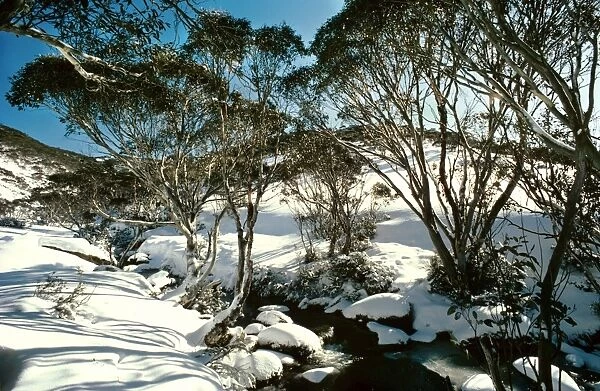 Snow Gums - Kosciuszko National Park, New South Wales, Australia JPF03235