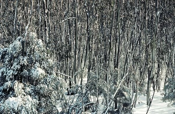 Snow Gums - Woodland in winter snow - Kosciuszko National Park - New South Wales - Australia JPF09548